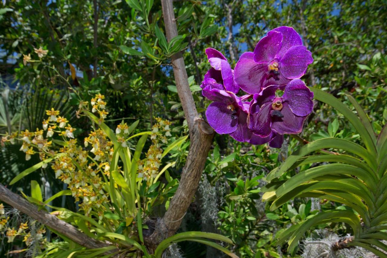 Apartment Paradise Found Key West