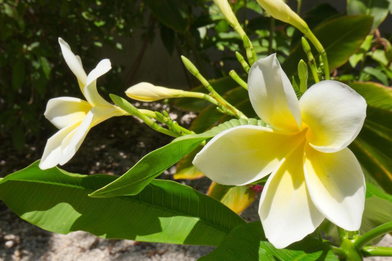 Botanical Island Delight * Key West