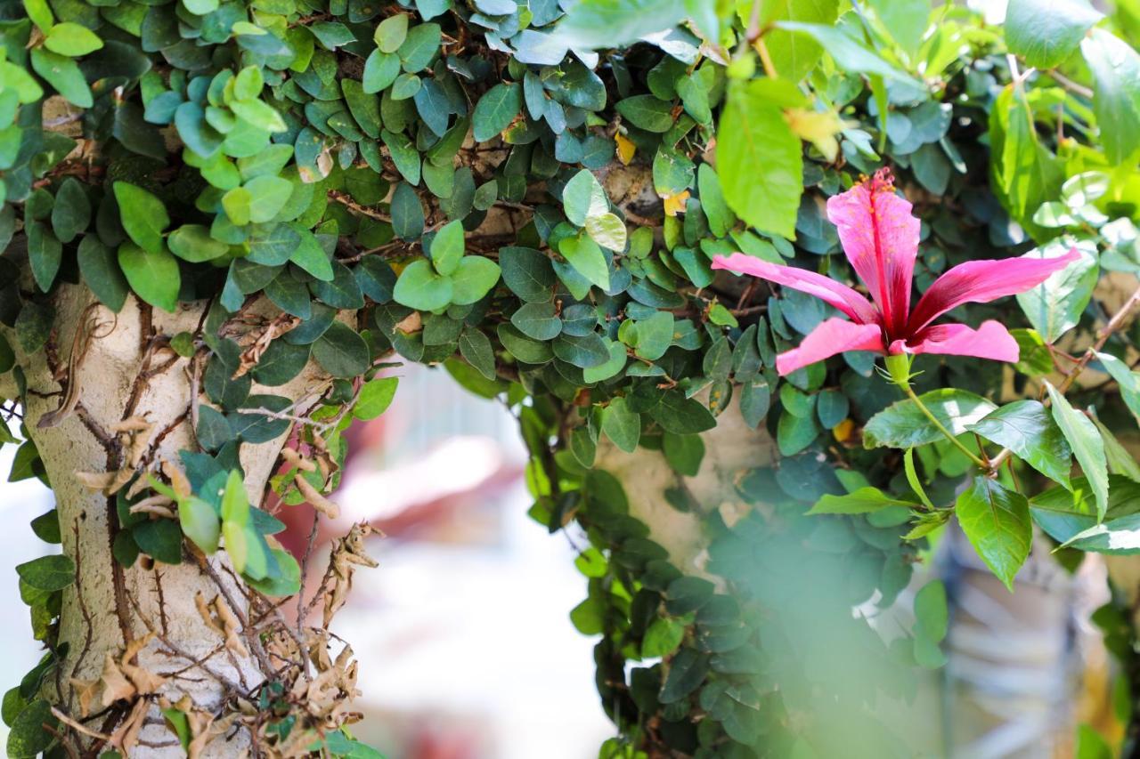 Almond Tree - Adults Only Key West