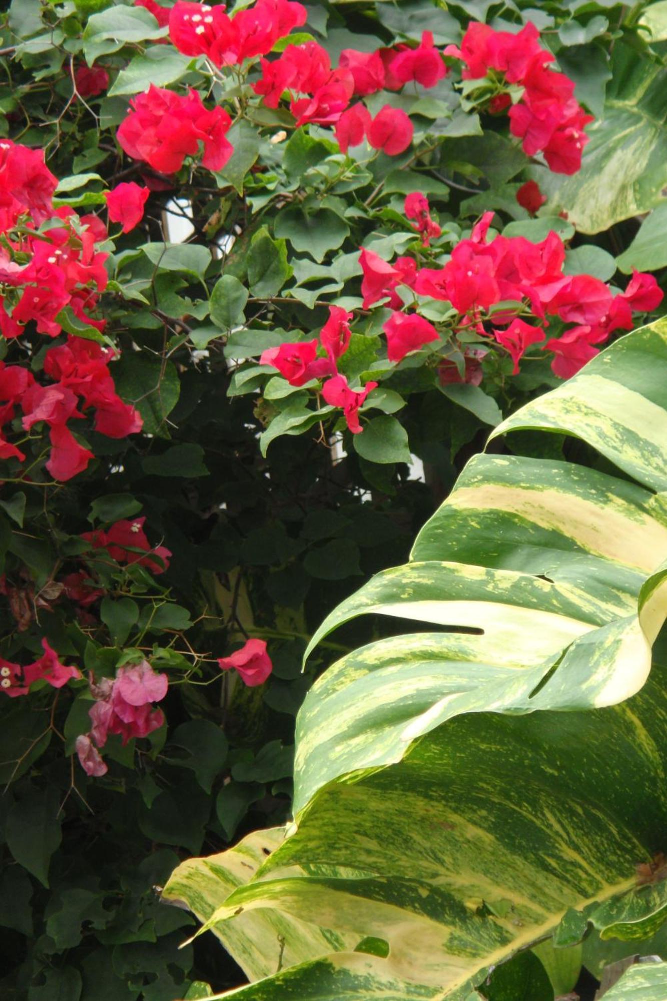 El Patio