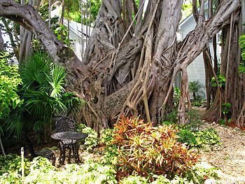 The Banyan * Key West